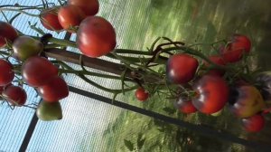 ТОМАТ СЕРЖАНТ ПЕППЕР. ОБЗОР В ОГОРОДЕ. Ольга Чернова.