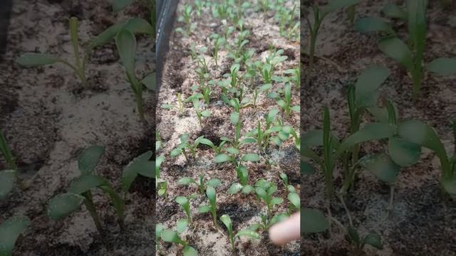 Правила ухода за маленькими сеянцами ампельной петуньи.Основные ошибки выращивания.Черная ножка! смотреть онлайн