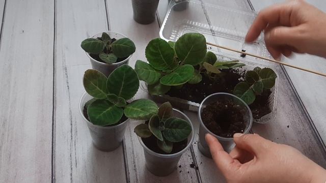 Глоксинии. Сеянцы выращены из семян собственного опыления. Пикировка. смотреть онлайн