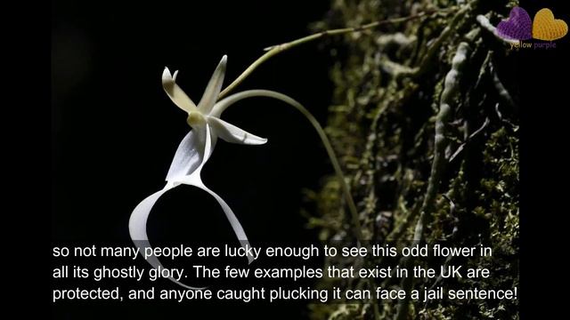 Beautiful and Very Rare Flower Species | Amazing Flowers of Nature смотреть онлайн