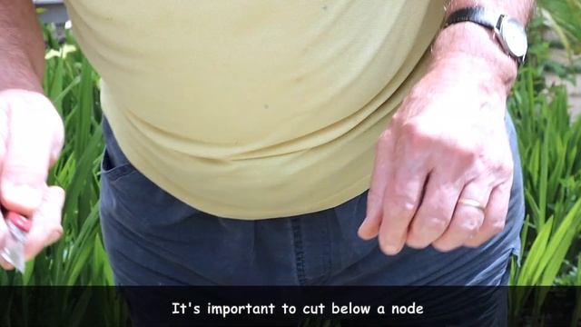 HOW TO TAKE SOFTWOOD CUTTINGS FROM ARGYRANTHEMUMS - GROWING DAISIES смотреть онлайн