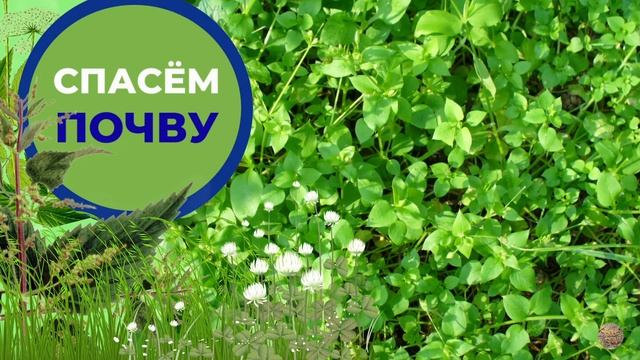 СПАСЁМ ПОЧВУ: ТРАВЫ КАК ОВОЩИ смотреть онлайн