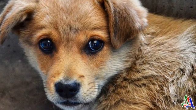 Маленький лохматый щенок сидел у пешеходного перехода и ждал… Он ждал своё счастье смотреть онлайн