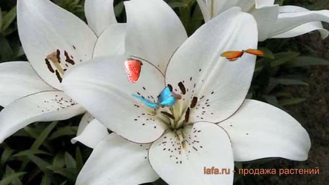 Лилия ла-гибрид Аркашон (lilium la-hybrids arcachon) ? обзор: как сажать, луковицы лилии Аркашон смотреть онлайн