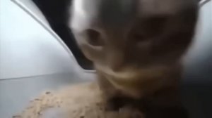 песня чипи чипи Чапа Чапа 4 минуты