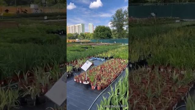 Заехала в питомник растений Харченко в Островцах. Что я там увидела? смотреть онлайн