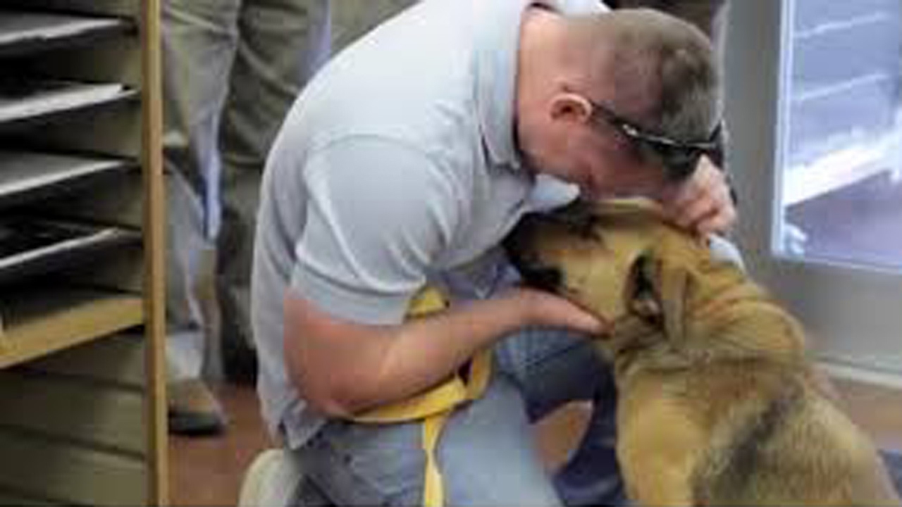 Собаки встречают хозяина после долгой разлуки смотреть онлайн