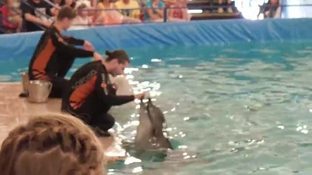 Дельфины и белые киты поют смотреть онлайн