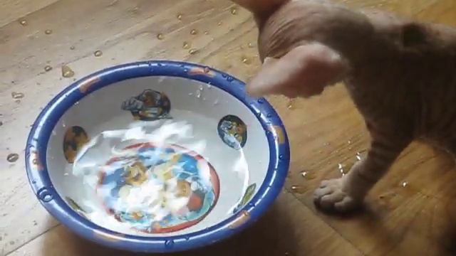 Котёнок сфинкс учится пить смотреть онлайн