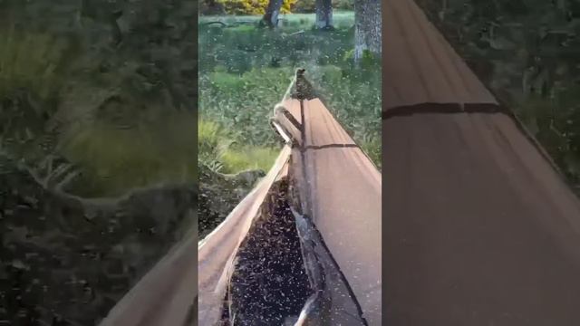 немного комаров