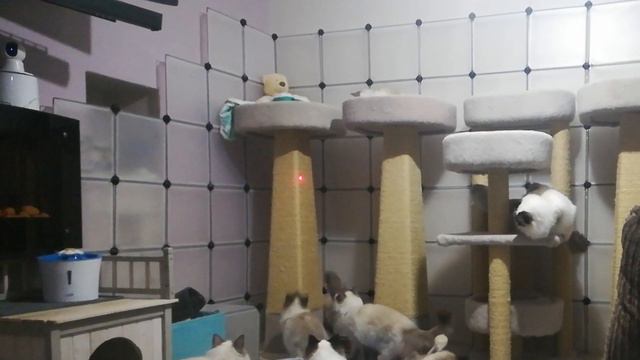Ragdoll Cats Playing Climbing Pull Ups Scratch Post Tree Play Laser Pen смотреть онлайн