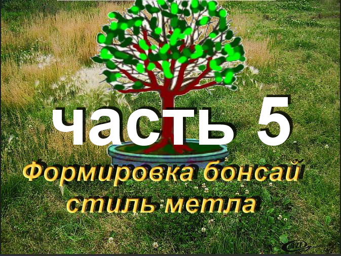 Бонсай из Граната стиль метла, обрезка часть 5