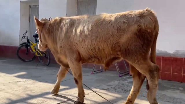 Бык Гибрид СЕМЕНТАЛ + ШАРОЛЕ.1-сорт смотреть онлайн