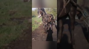 Цыганские лошади2022 Наши лошади цыганские лошади