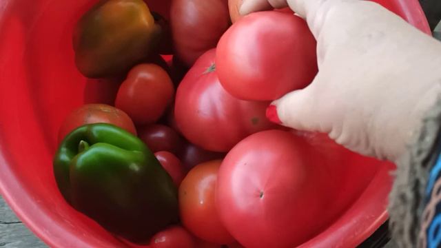 Хороший, сладкий и мясистый сорт томатов Восточный деликатес. Какие помидоры посадить? смотреть онлайн