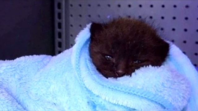 В глубине сада люди услышали тоненький кошачий писк и нашли необычного котёнка смотреть онлайн