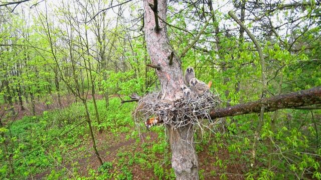 Птенцы ушастой совы | 4K природа Краснодарский край смотреть онлайн