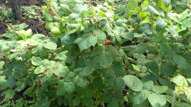 Урожай малины 11 октября благодаря подрезке смотреть онлайн