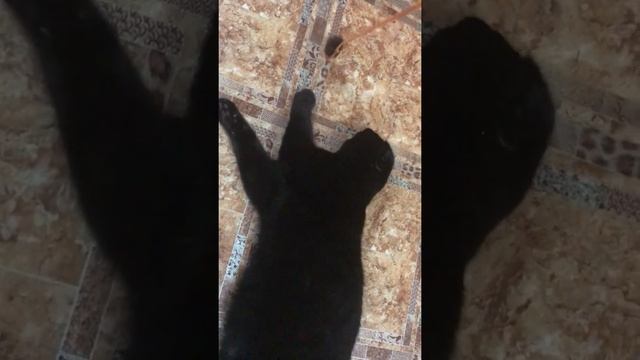 Шотландец черный скоттиш фолд по кличке Скотти смотреть онлайн
