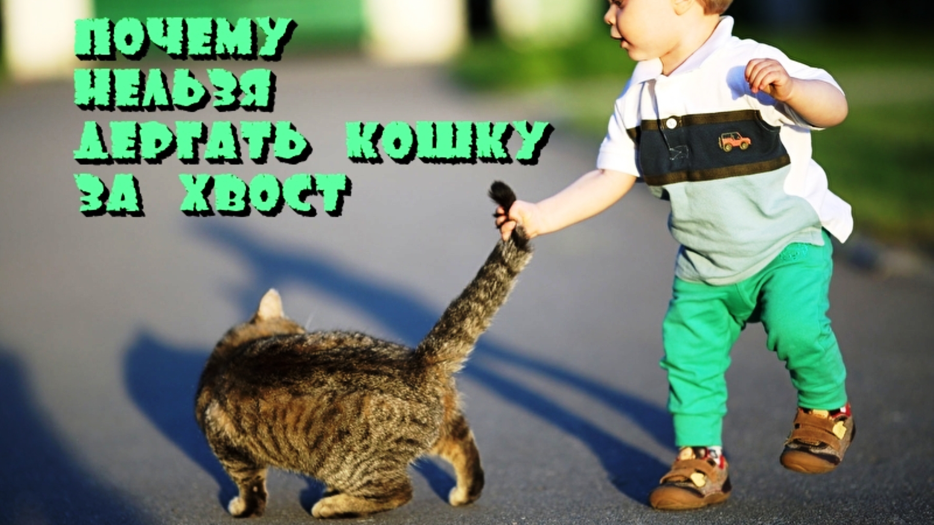 Почему нельзя дергать кошку за хвост.