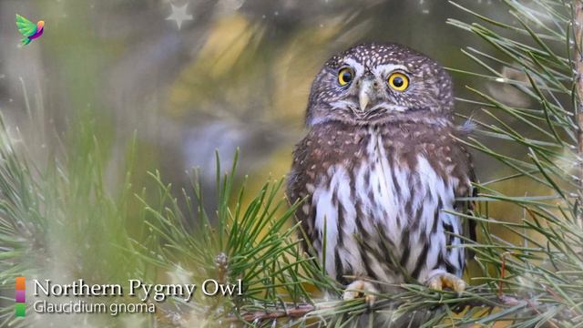 The Best Owl Sounds🦉- Different Types Of North American Owls And Their Sounds🎶