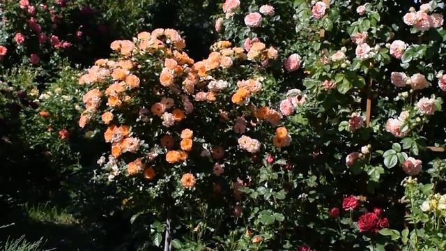 Розы шрабы. Топ 10 моего сада. смотреть онлайн