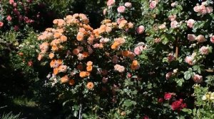 Розы   шрабы.   Топ 10 моего сада.