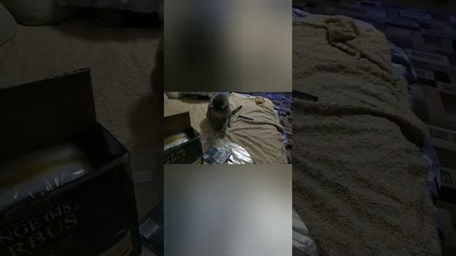 Обманули с покупками для аквариума.Новое приобретения для чистки аквариума и для фильтра. смотреть онлайн