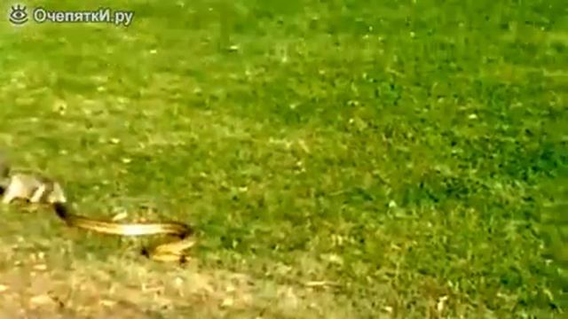 Белка попыталась отвечать змею..... смотреть онлайн