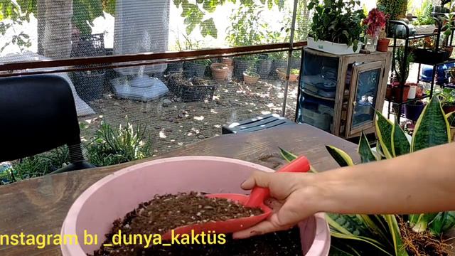 Sanseveria-Paşa Kılıcı Üretimi смотреть онлайн