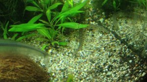 Акантопсис лошадеголовый (Acantopsis choirorhynchos)