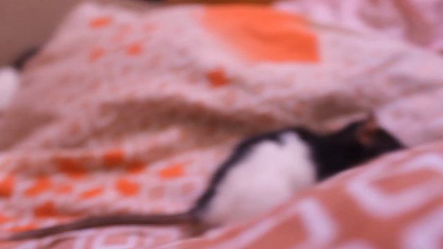 My rats смотреть онлайн