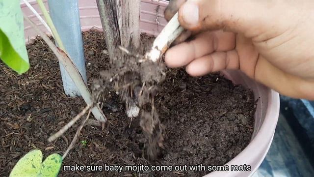[PLANTS] Propagation of Colocasia Mojito II Menanam Keladi Mojito смотреть онлайн