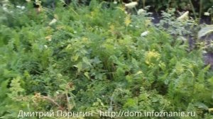 Выращивание моркови на семена, как выращивать семена моркови