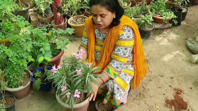 video 14_Mexican petunia plant care/ How to grow Mexican petunia plant. смотреть онлайн