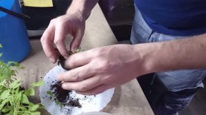 Как пикировать вытянувшуюся,переросшую рассаду томатов