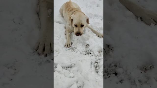 #Лабрадор#Утренняяпрогулка#Снежныйапрель