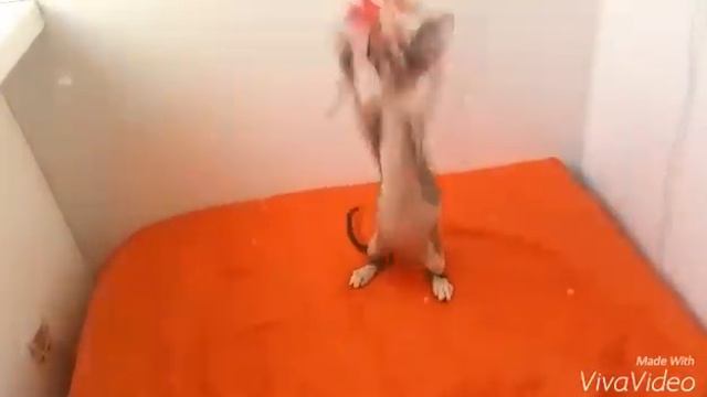 Питомник Filisgrass! Котята продаются! смотреть онлайн