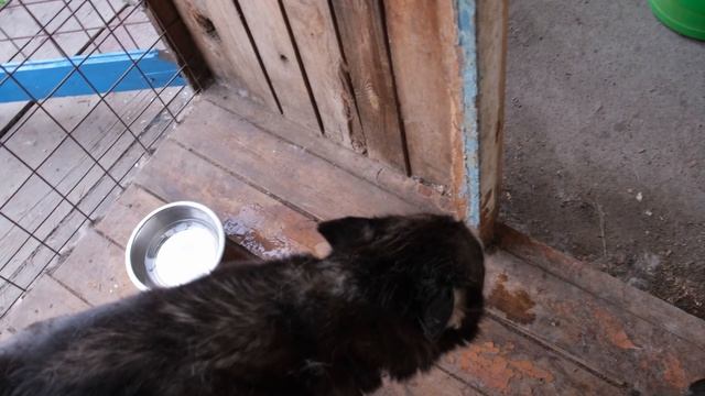 Мы узнали кто отец щенков! Хаски Майя такого не ожидала... смотреть онлайн