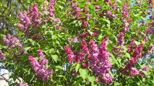 111. СИРЕНЬ. Памяти Михаила Танича. смотреть онлайн