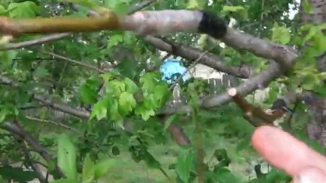 Прививка плодовых смотреть онлайн