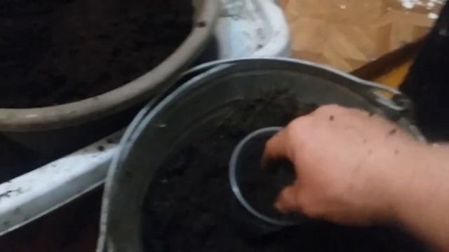 Ежевика из корневых черенков , пересаживаем в стаканчики. смотреть онлайн