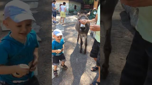 Кормим ослика в зоопарке смотреть онлайн