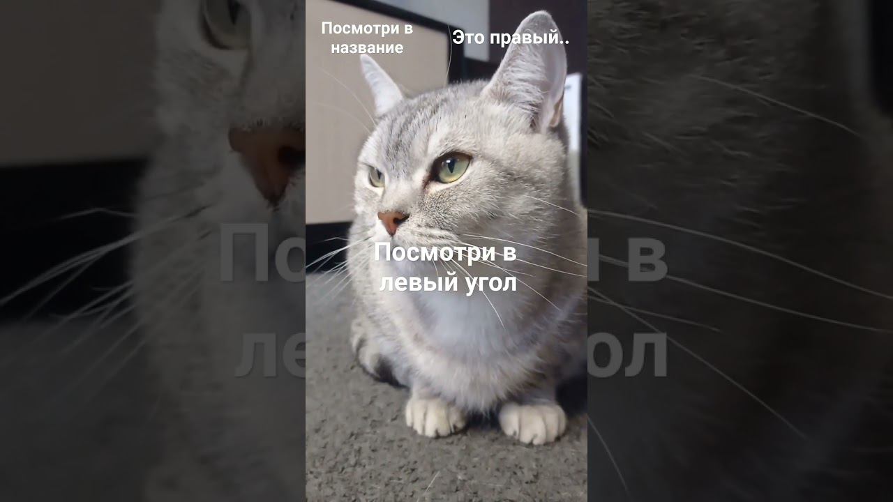 зайди в комментарии #shorts смотреть онлайн