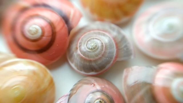 Вьетнамские ракушки Макро съемка Съемка ракушек из Вьетнама Муйне Красивые ракушки смотреть онлайн