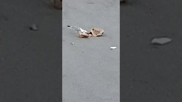 Чайки в городе. смотреть онлайн