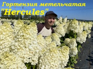 Гортензия метельчатая "Геркулес" (Hercules)