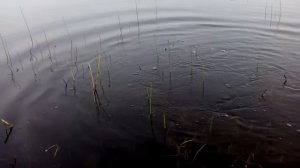 нерест леща
