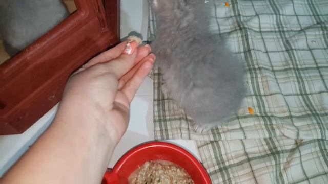ПЕРВЫЙ ПРИКОРМ КОТЯТ. Каждый котенок такой / Галчата тв