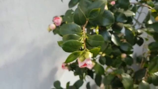Камелия. Начало цветения. Camelia blossoms смотреть онлайн